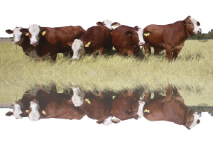 Presentan en UANL técnicas de reproducción en ganado bovino