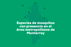 Conoce las especies de mosquitos que habitan el estado