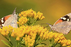 Adelantan las lluvias migración de mariposas