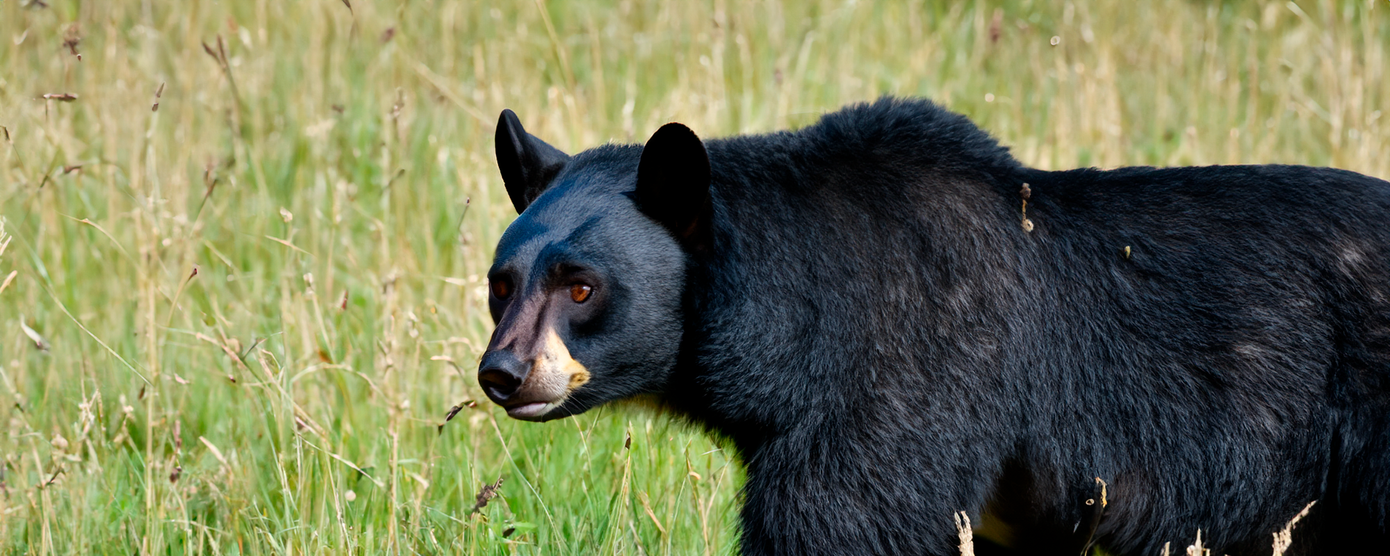 Describe experto peligros de la convivencia con el oso negro