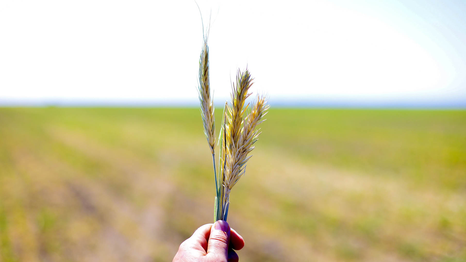 Impulsa UANL cultivo de cereales en beneficio del sector agropecuario